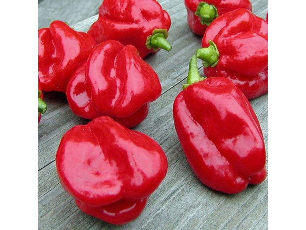 Red pepper Habanero