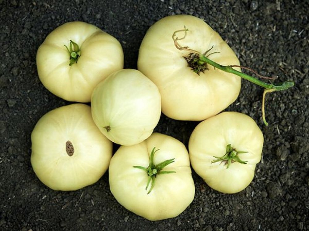 White tomato