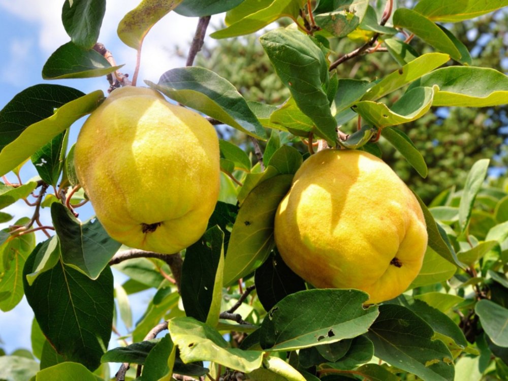 Giant quince