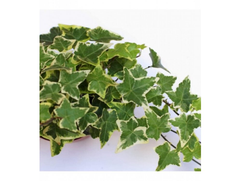 Hederina variegata (Ivy mini)