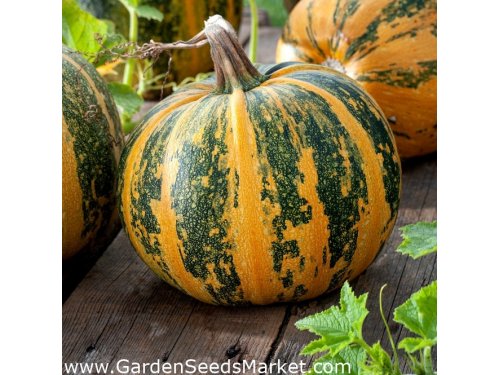 Agromarket hellas Kolovos Pumpkin striped