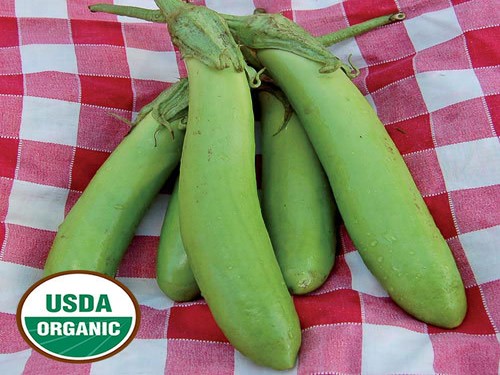 Agromarket hellas Kolovos Green Eggplant