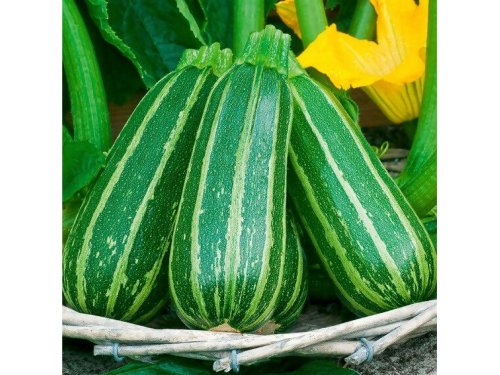 Agromarket hellas Kolovos Striped green Zucchini