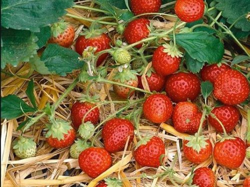Agromarket hellas Kolovos Wild Strawberry Annabelle