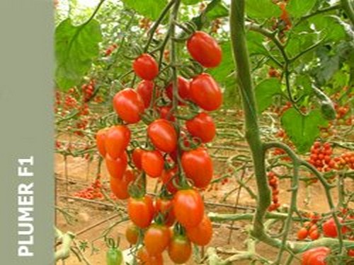 Agromarket hellas Kolovos BABY ROMA F1 (100 seeds)