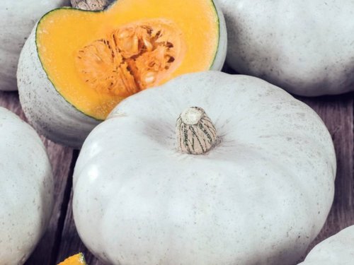 Agromarket hellas Kolovos White pumpkin