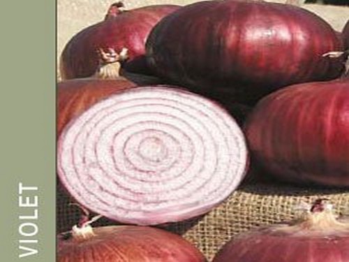 Agromarket hellas Kolovos VIOLET Holland (500 gr)