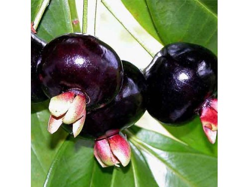 Agromarket hellas Kolovos Grumichàma (Brazilian Cherry)