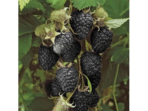 Agromarket hellas Kolovos Black Raspberry Jewels®