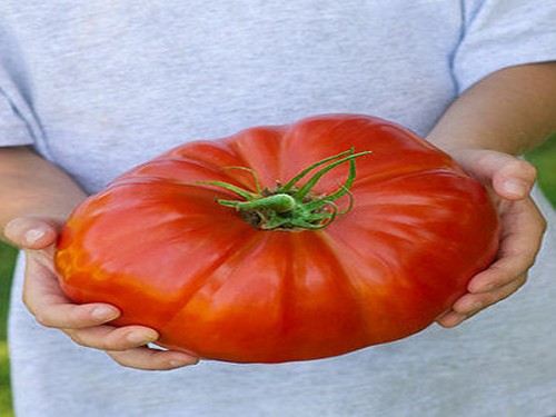 Agromarket hellas Kolovos Giant Tomato 500-800 gr