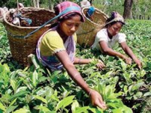 Agromarket hellas Kolovos Kewlan Tea plant