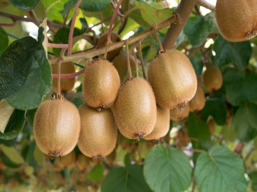 Agromarket hellas Kolovos Hybrid Carpathian Kiwi ™ Self-fertile