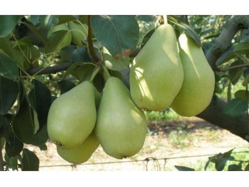 Agromarket hellas Kolovos Crystalia Pear