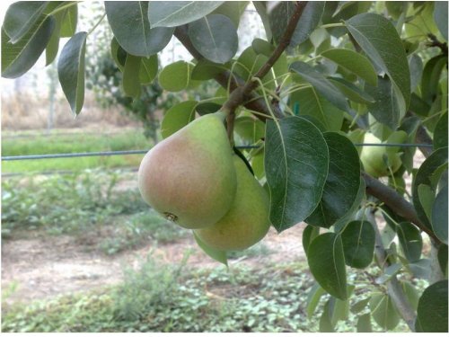 Agromarket hellas Kolovos Kontoula pear