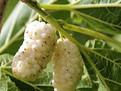 Agromarket hellas Kolovos Λευκή Μουριά Bianco 
