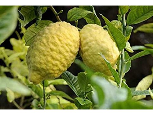 Agromarket hellas Kolovos Citron Cedro