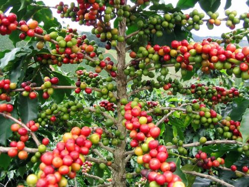 Agromarket hellas Kolovos Caturra coffee tree
