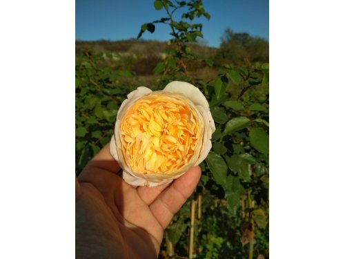 Agromarket hellas Kolovos White/Yellow Νο5