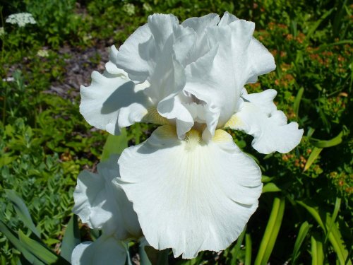 Agromarket hellas Kolovos Iris White