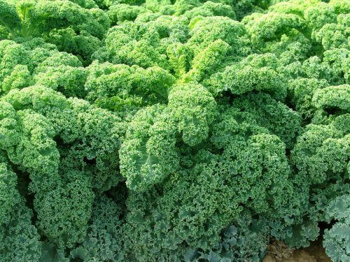 Agromarket hellas Kolovos Kale