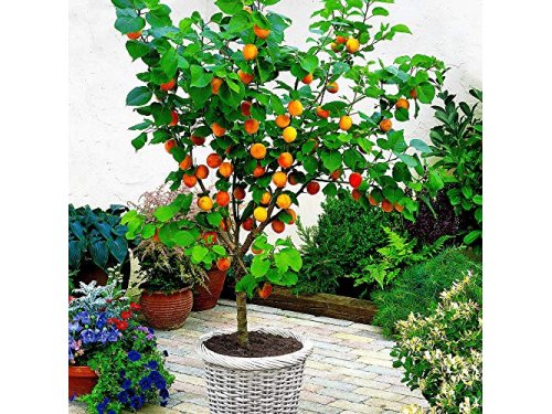 Agromarket hellas Kolovos Dwarf Apricot