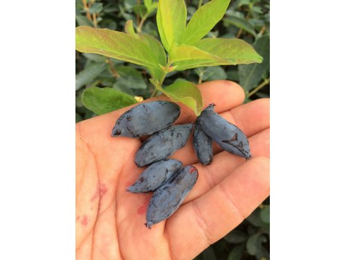 Agromarket hellas Kolovos Siberian Blueberry Blue Banana