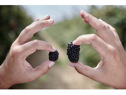 Agromarket hellas Kolovos Gallant blackberry ™