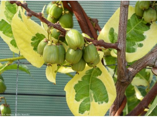 Agromarket hellas Kolovos Hokey pokey ™ (kiwi berry)  5/10/2023