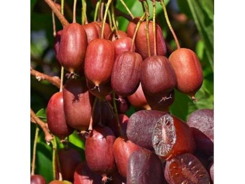 Agromarket hellas Kolovos Kens Red® (kiwi berry)