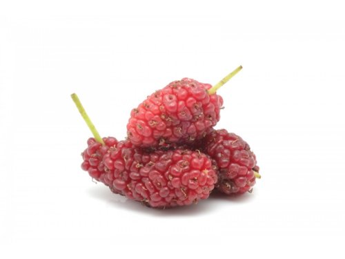 Agromarket hellas Kolovos Red Mulberry