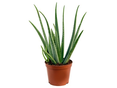 Agromarket hellas Kolovos Aloe vera 