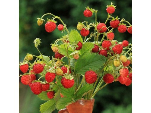 Agromarket hellas Kolovos Άγρια φράουλα των Άλπεων
