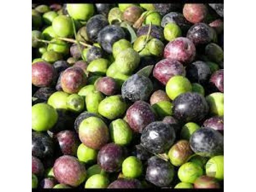 Agromarket hellas Kolovos Olive of Amfissa