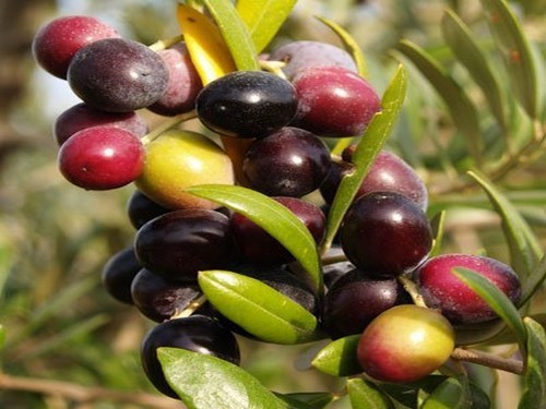 Agromarket hellas Kolovos Oliveto 20-6-12 +0.3B for olives
