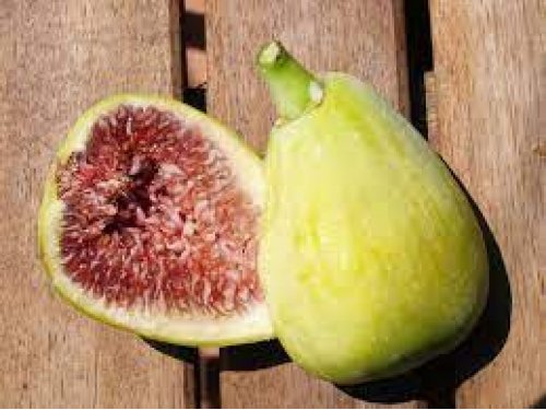 Agromarket hellas Kolovos Royal White fig tree