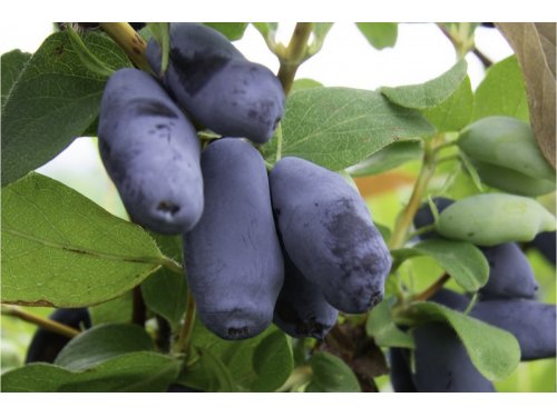 Agromarket hellas Kolovos Siberian Blueberry Aurora ™