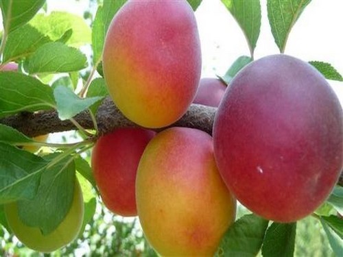 Agromarket hellas Kolovos Pope's Apricot
