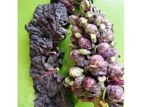 Agromarket hellas Kolovos Red Brussels Sprouts