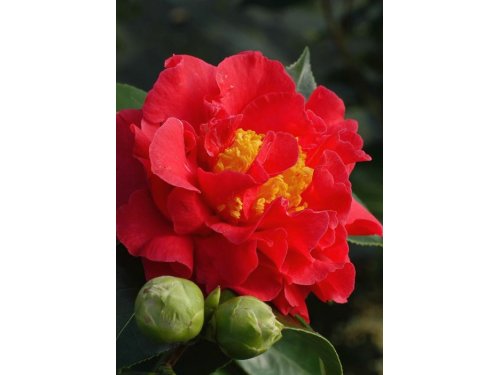 Agromarket hellas Kolovos Camellia ¨Blood of Chine"