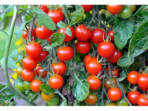 Agromarket hellas Kolovos Red cherry tomato