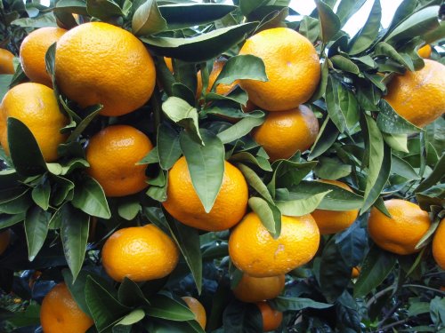 Agromarket hellas Kolovos Satsuma μανταρίνι (Citrus unshiu)