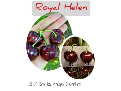 Agromarket hellas Kolovos Royal Helen