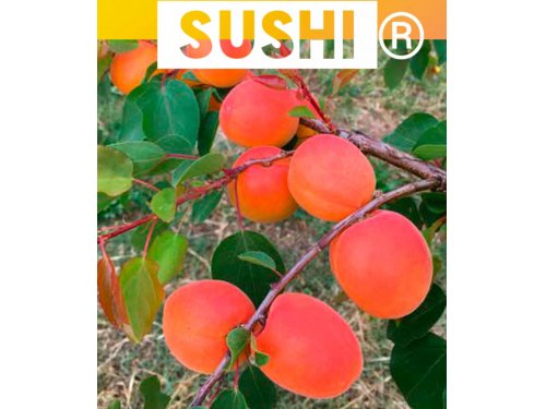 Agromarket hellas Kolovos Sushi ® 17/1/2023