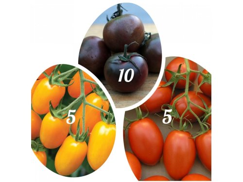 Agromarket hellas Kolovos 20 plants rare cherry tomatoes (black, orange, babyroma)