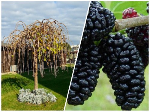 Agromarket hellas Kolovos Μουριά Κλαίουσα Pendulo Nero ™ 