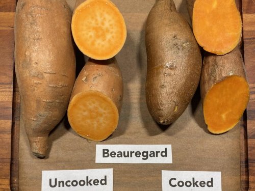 Agromarket hellas Kolovos Sweet potato 10 plants 