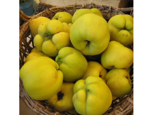 Agromarket hellas Kolovos Apple-quince tree