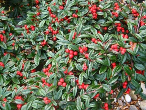 Agromarket hellas Kolovos Cotoneaster salicifolius