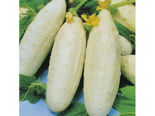 Agromarket hellas Kolovos White Cucumber