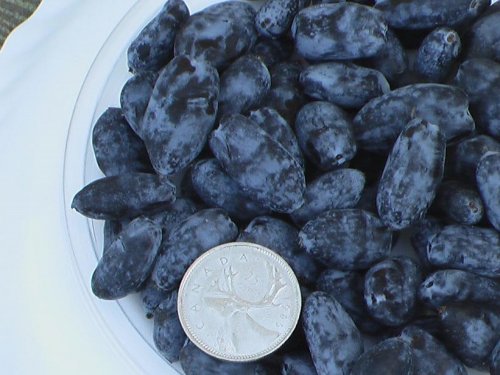 Agromarket hellas Kolovos Siberian Blueberry Indigo Yumm™